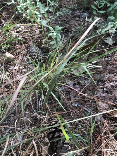 Agrostis perennans, photographed by John Kees