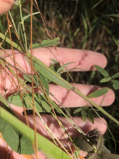 Pycnanthemum flexuosum, photographed by John Kees