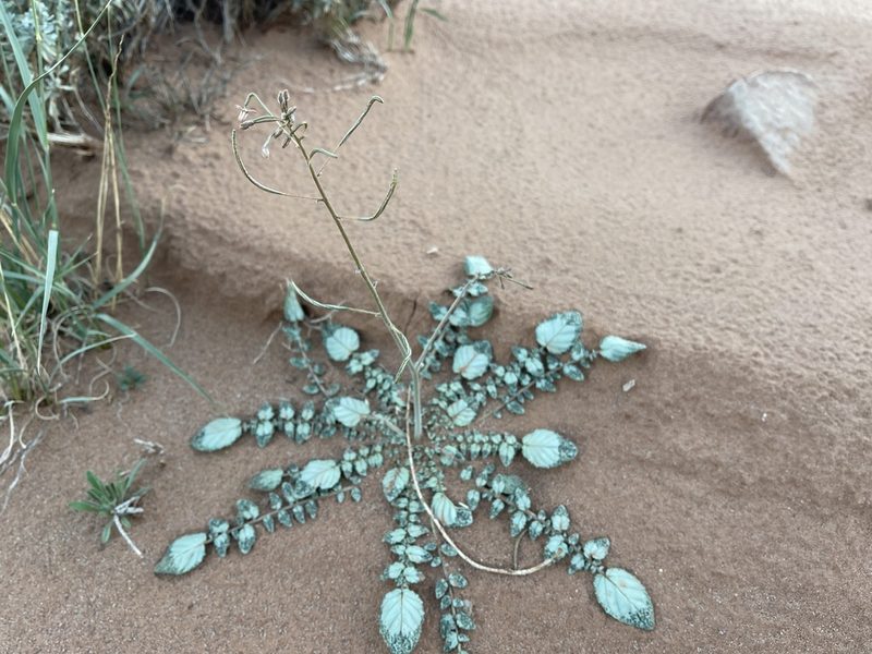 Chylismia walkeri, photographed by Robbie Hannawacker