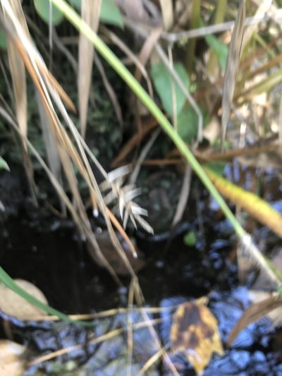 Carex lonchocarpa, photographed by John Kees