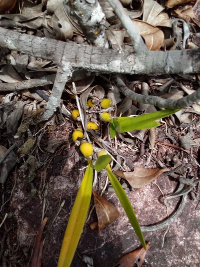Encyclia granitica, photographed by Guillaume Delaitre