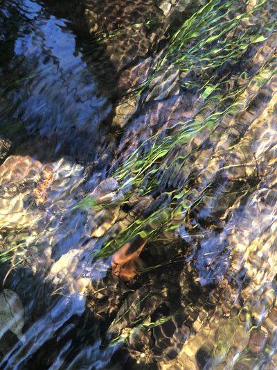 Isoetes hyemalis, photographed by John Kees