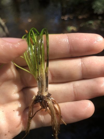 Isoetes hyemalis, photographed by John Kees