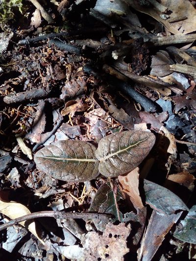 Palicourea alba, photographed by Guillaume Delaitre
