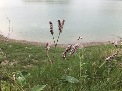 Persicaria orientalis, photographed by Cheng-Tao Lin