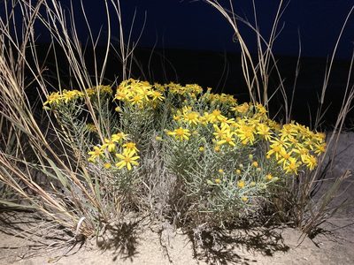 Senecio warnockii, photographed by Cecelia Alexander