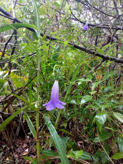 Chelonanthus purpurascens, photographed by Guillaume Delaitre