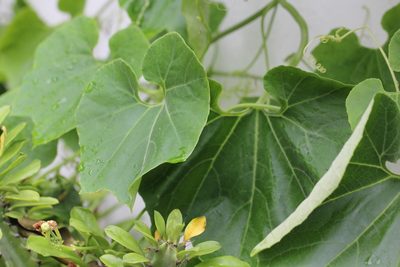 Sicyos edulis, photographed by Agnes Trekker
