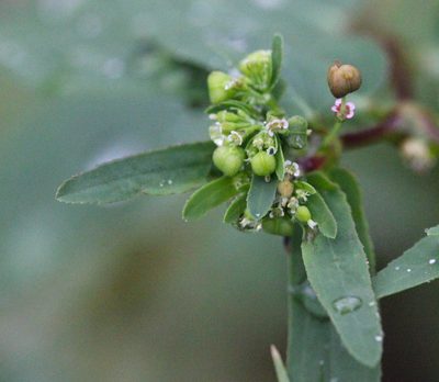 Euphorbia hyssopifolia, photographed by Agnes Trekker