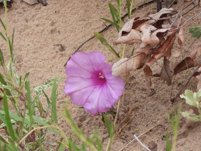 Ipomoea leptophylla, photographed by Jared Shorma
