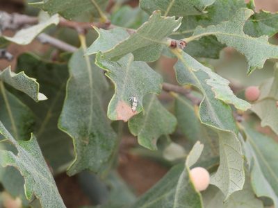 Quercus havardii, photographed by Jared Shorma