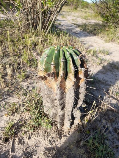 Acanthocalycium rhodotrichum, photographed by Pablo H Capovilla