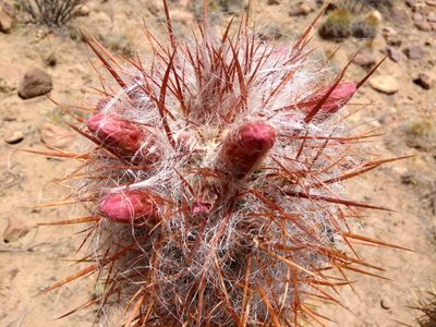 Oreocereus celsianus, photographed by Naturalist Tours