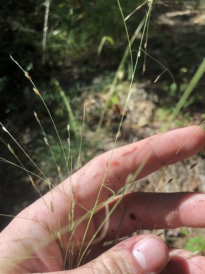Eragrostis refracta, photographed by John Kees
