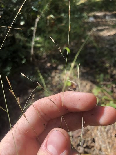 Eragrostis refracta, photographed by John Kees
