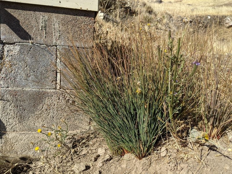 Juncus patens, photographed by Ken-ichi Ueda