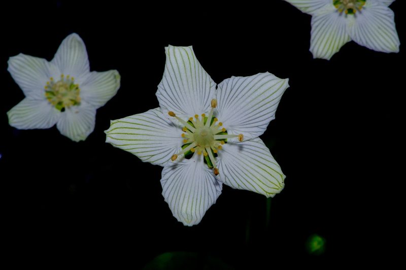 Parnassia asarifolia, photographed by Michelle W. （鍾偉瑋）