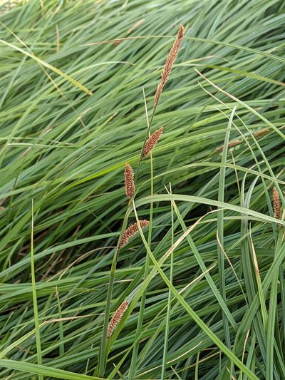 Carex barbarae, photographed by Ken-ichi Ueda