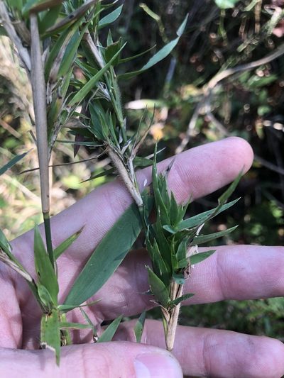 Dichanthelium scabriusculum, photographed by John Kees