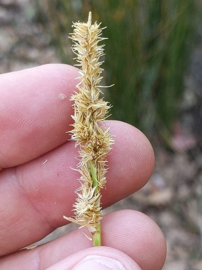 Carex densa, photographed by Ken-ichi Ueda
