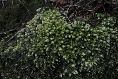 Leucobryum javense, photographed by Zac Sanson