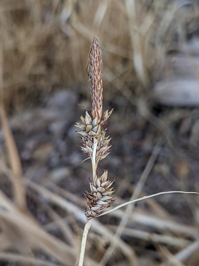 Carex serratodens, photographed by Ken-ichi Ueda