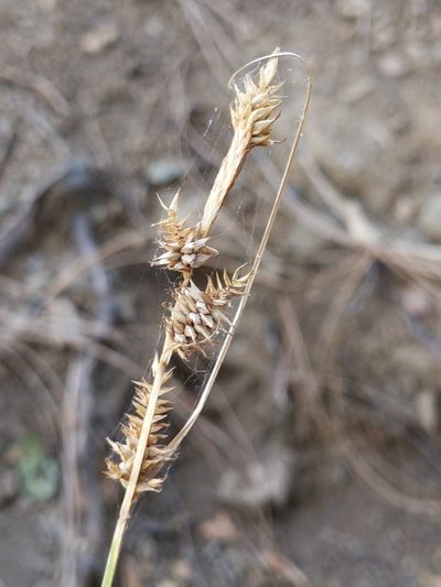 Carex serratodens, photographed by Ken-ichi Ueda