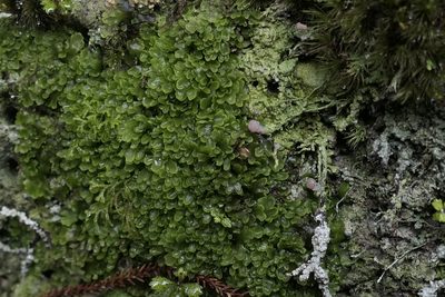 Riccardia cochleata, photographed by Zac Sanson