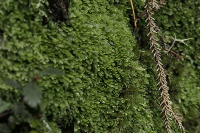 Riccardia cochleata, photographed by Zac Sanson