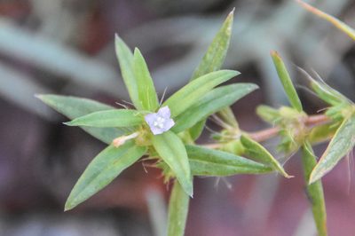 Hexasepalum teres, photographed by Jay Pruett