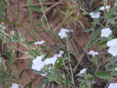 Euploca convolvulacea, photographed by Jared Shorma