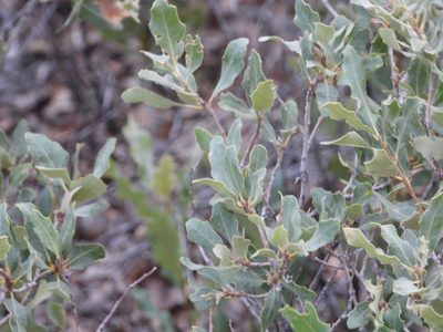 Quercus havardii, photographed by Jared Shorma