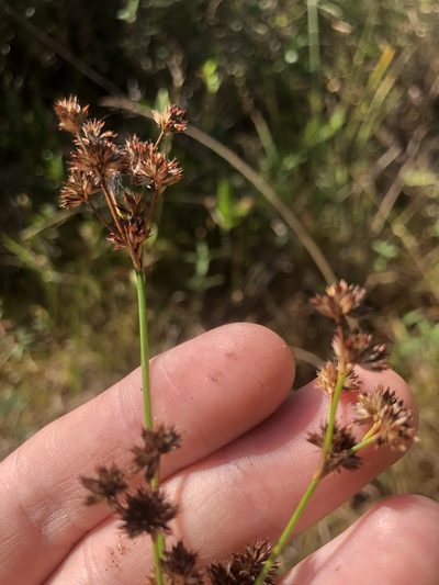 Juncus canadensis, photographed by John Kees