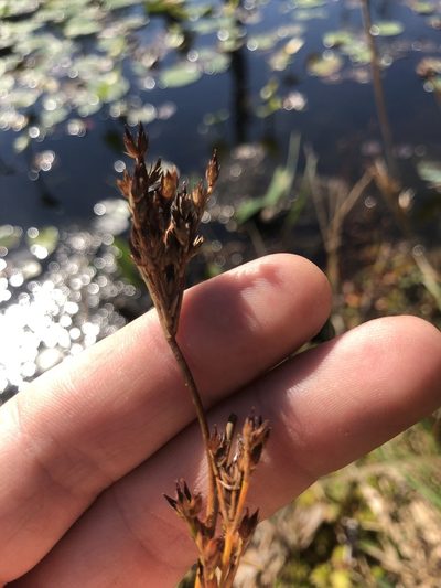 Juncus trigonocarpus, photographed by John Kees