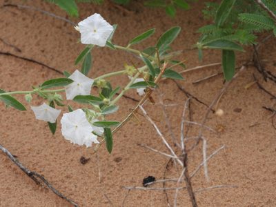 Euploca convolvulacea, photographed by Jared Shorma