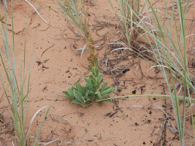Penstemon buckleyi, photographed by Jared Shorma