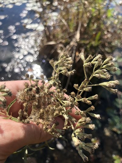 Eupatorium resinosum, photographed by John Kees