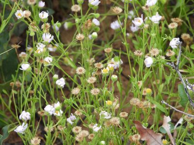 Erigeron bellidiastrum, photographed by Jared Shorma