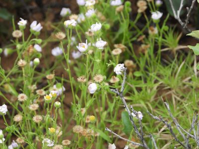 Erigeron bellidiastrum, photographed by Jared Shorma