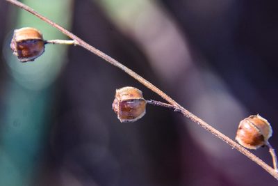 Ludwigia alternifolia, photographed by Jay Pruett