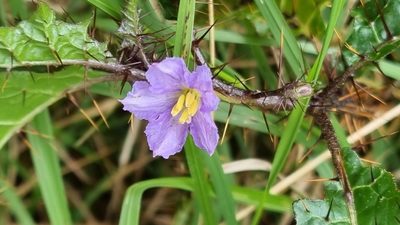 Solanum prinophyllum, photographed by ianrainbow