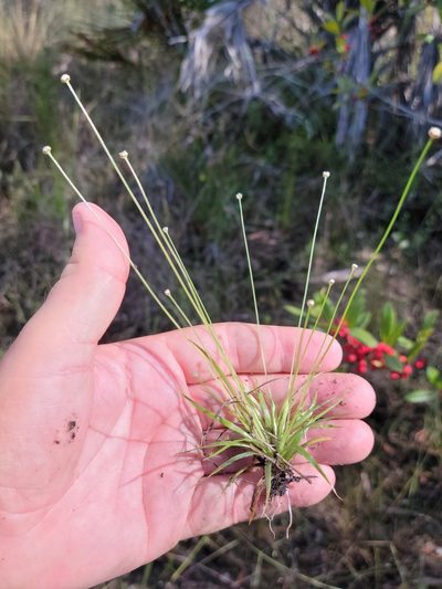 Eriocaulon ravenelii, photographed by Jay Horn