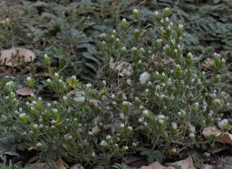 Symphyotrichum ciliatum, photographed by Eric Lamb