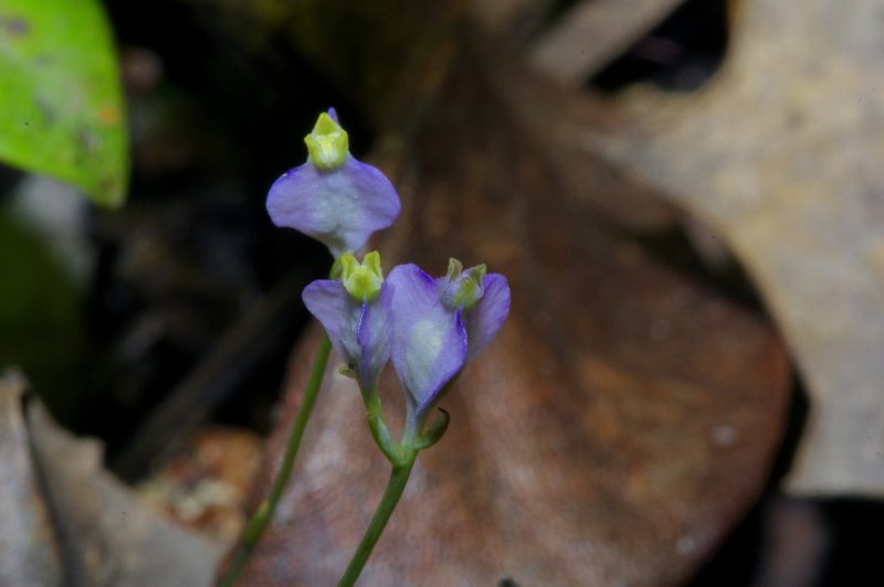 Burmannia biflora, photographed by Michelle W. （鍾偉瑋）