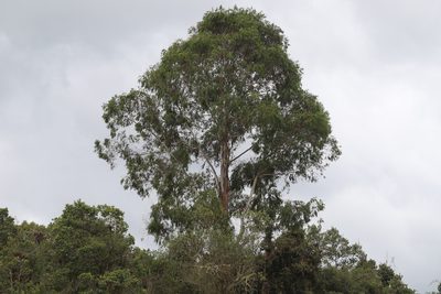 Eucalyptus globulus, photographed by Steven Bodzin