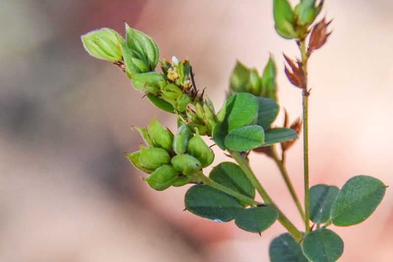 Lespedeza hirta, photographed by Jay Pruett