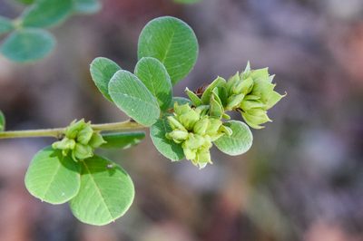 Lespedeza hirta, photographed by Jay Pruett