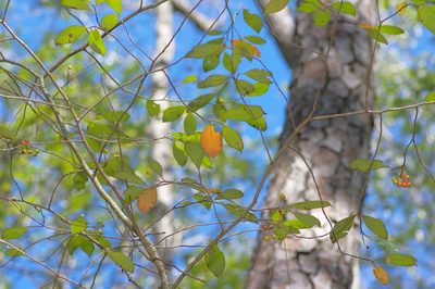 Aronia arbutifolia, photographed by Michelle W. （鍾偉瑋）