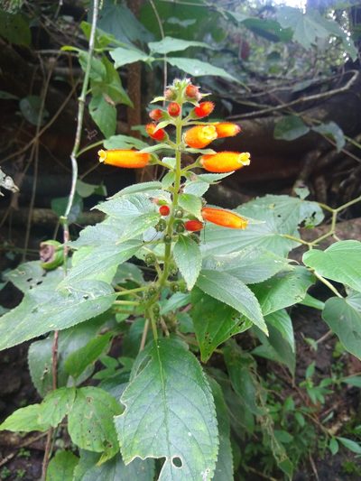 Kohleria tubiflora, photographed by Leo Arias