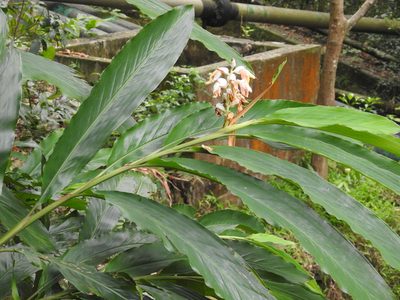 Alpinia hainanensis, photographed by Stephen Matthews